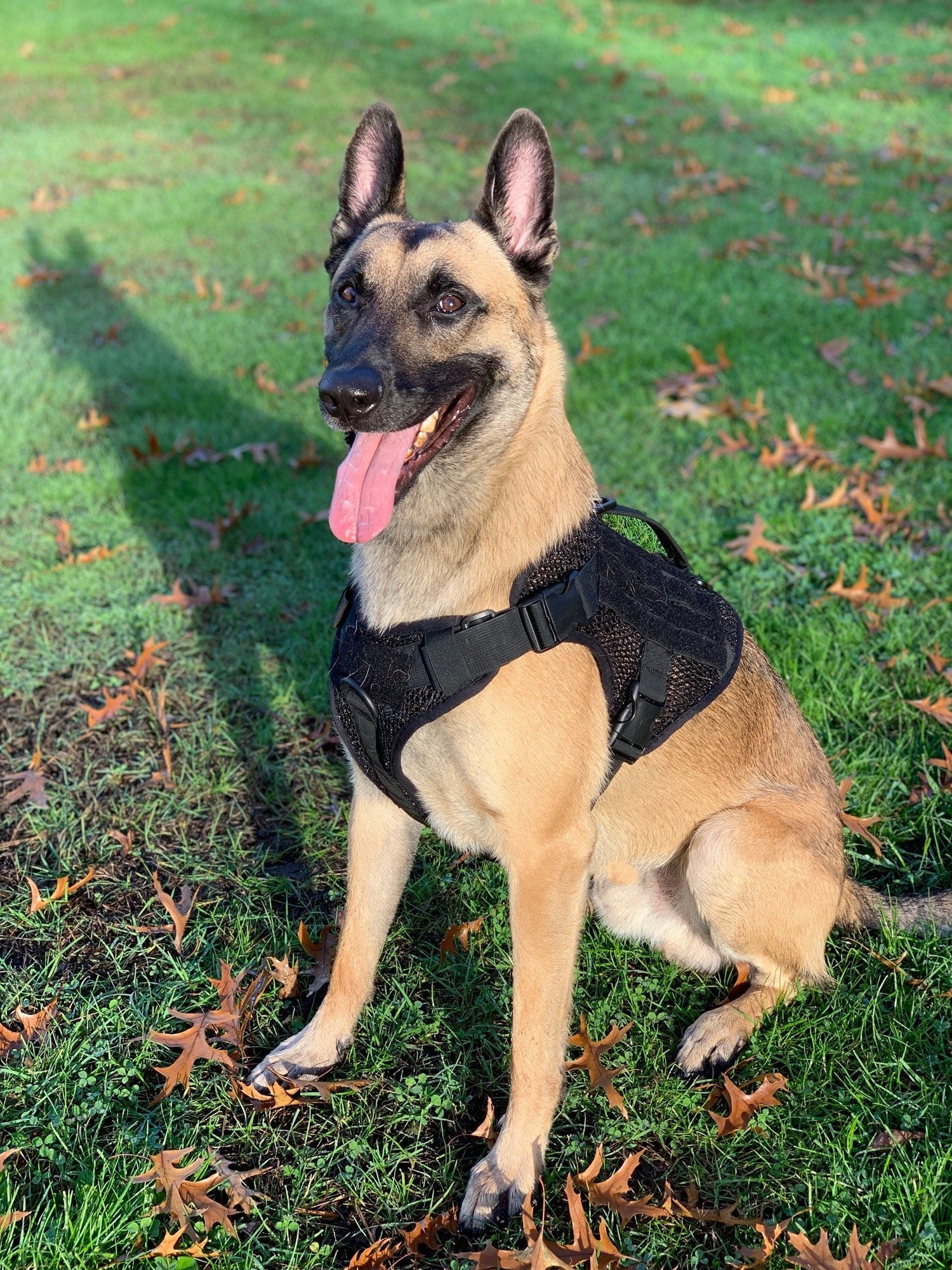 Artemis Dog Harness - No Pull, No Tug, No Choke, Adjustable, Breathable K-9 221B Tactical 