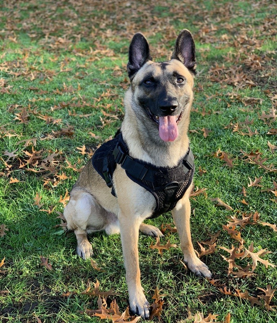 Artemis Dog Harness - No Pull, No Tug, No Choke, Adjustable, Breathable K-9 221B Tactical 