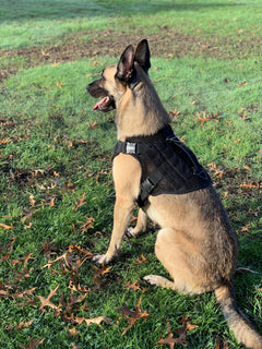 Artemis Dog Harness - No Pull, No Tug, No Choke, Adjustable, Breathable K-9 221B Tactical 