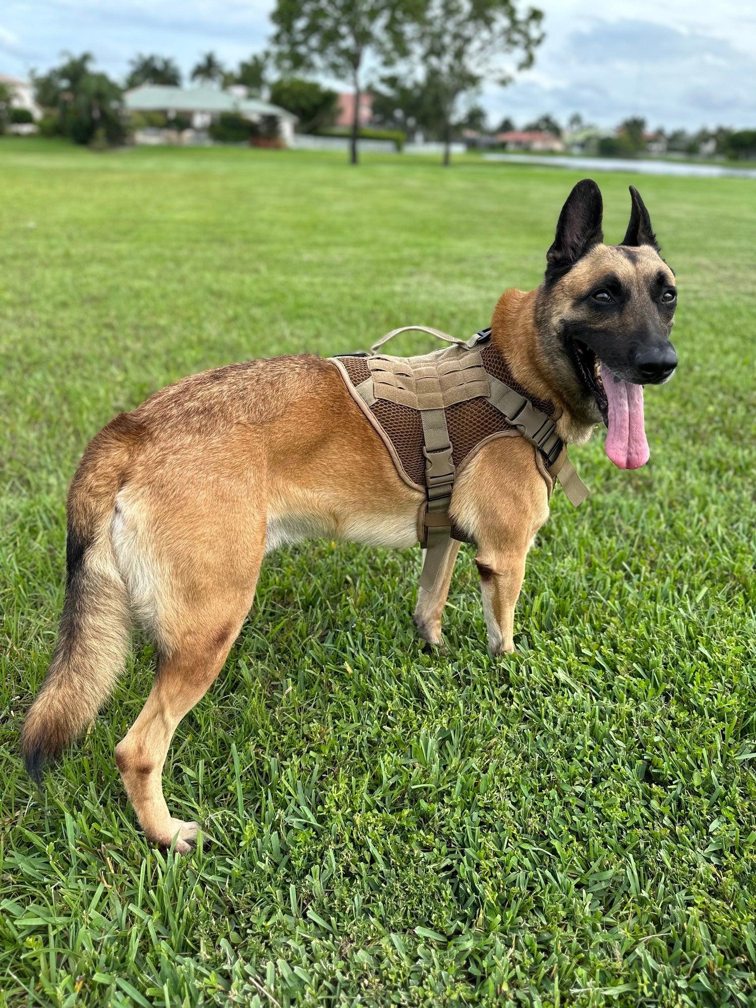 Artemis Dog Harness - No Pull No Tug No Choke Adjustable Breathable K-9 K-9 221B Tactical 